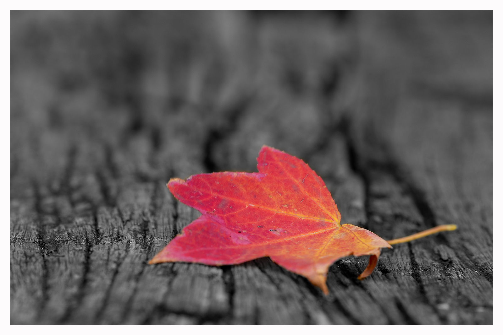 Herbst-Colorkey