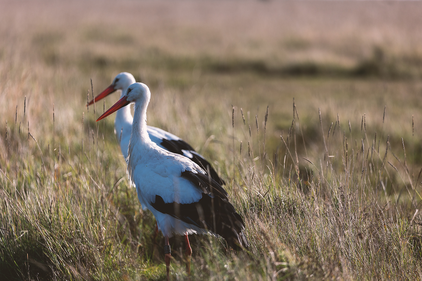 Tiere am November-Meer