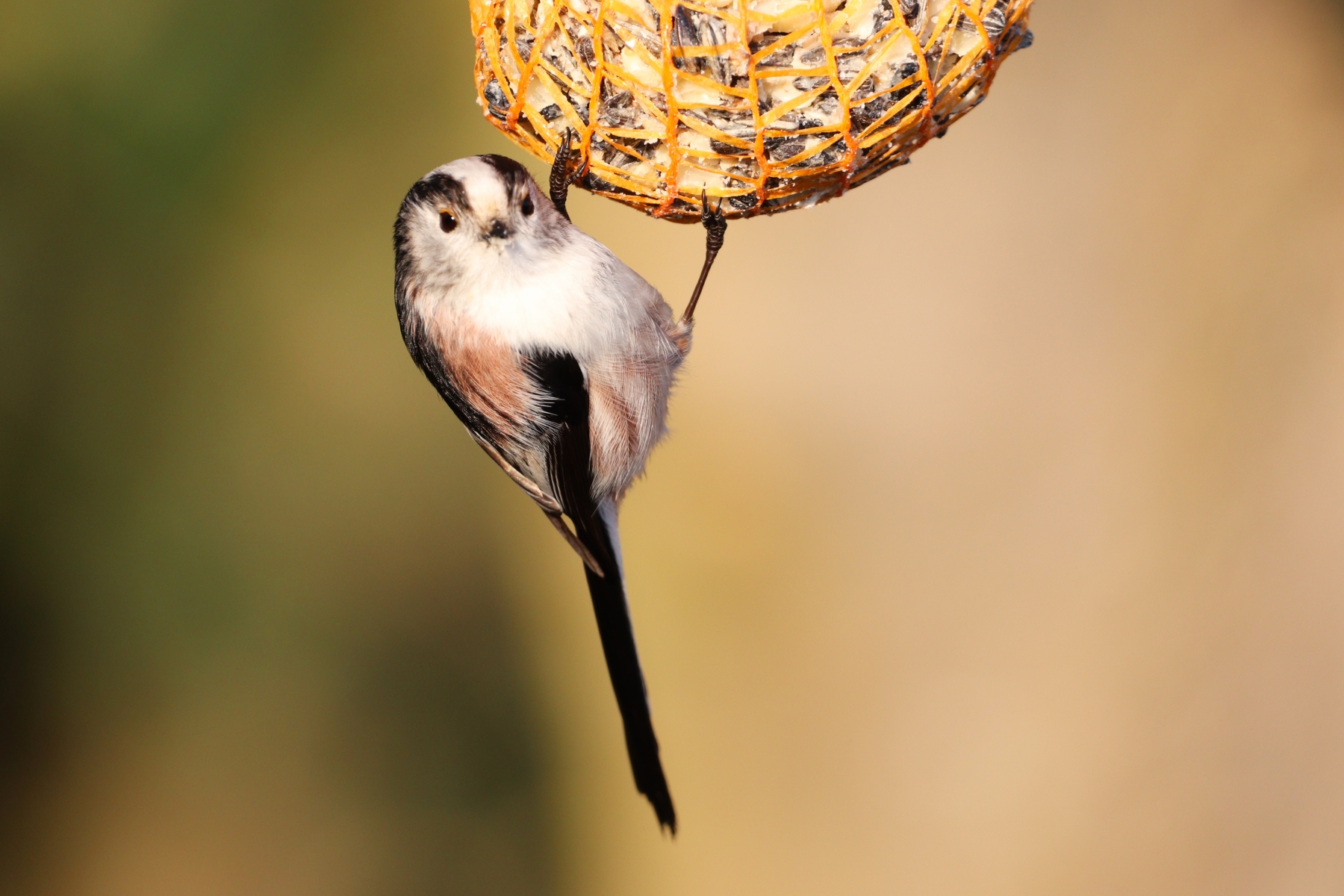 Mein Vogel des Monats