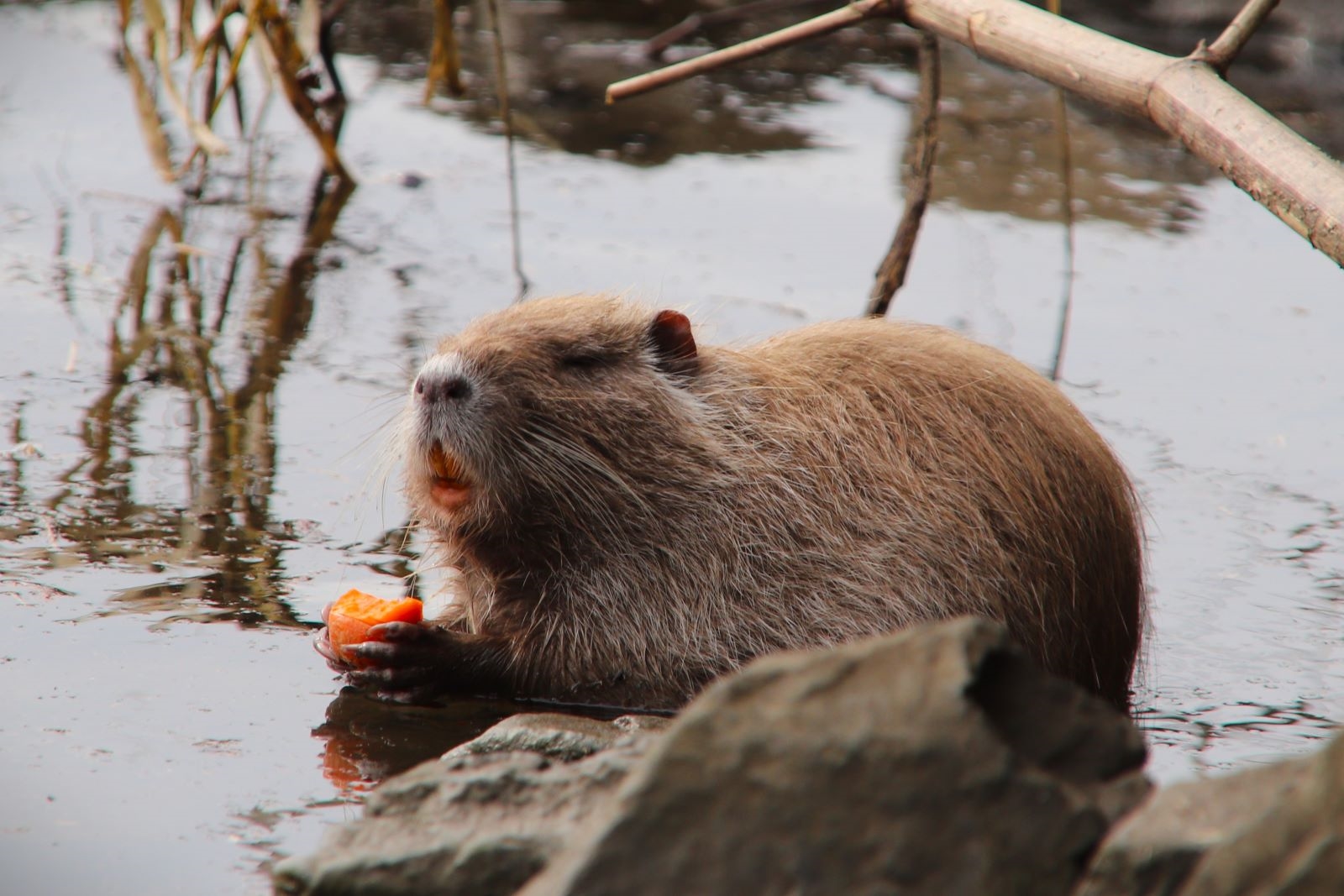 Nutria trifft Möhre