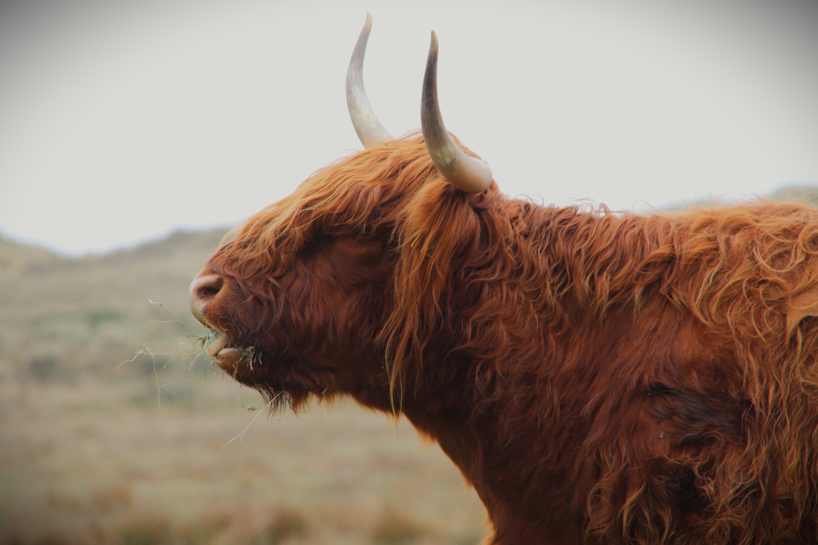 Kleine und große Kuscheltiere