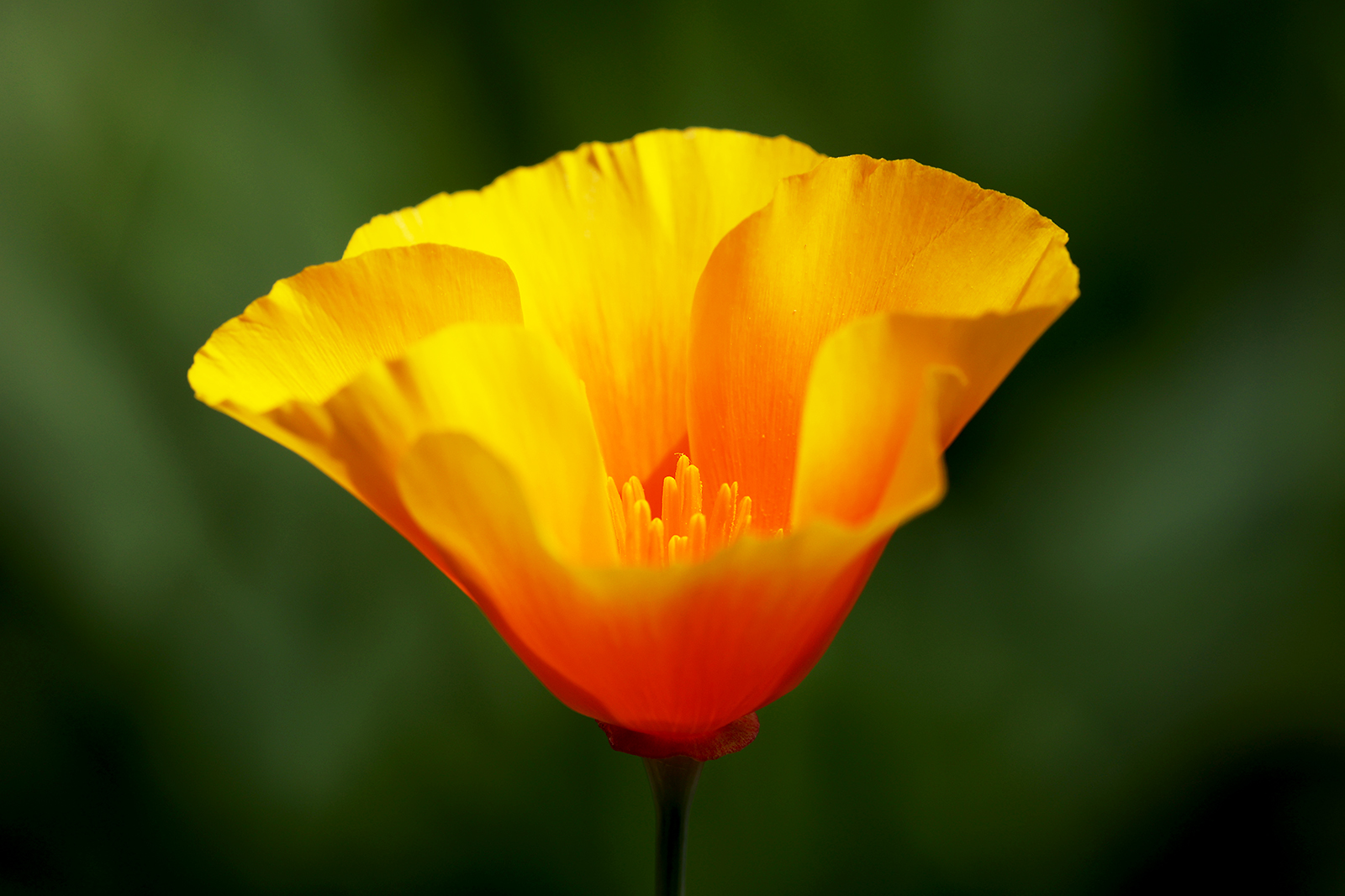 Botanischer Garten im Juni