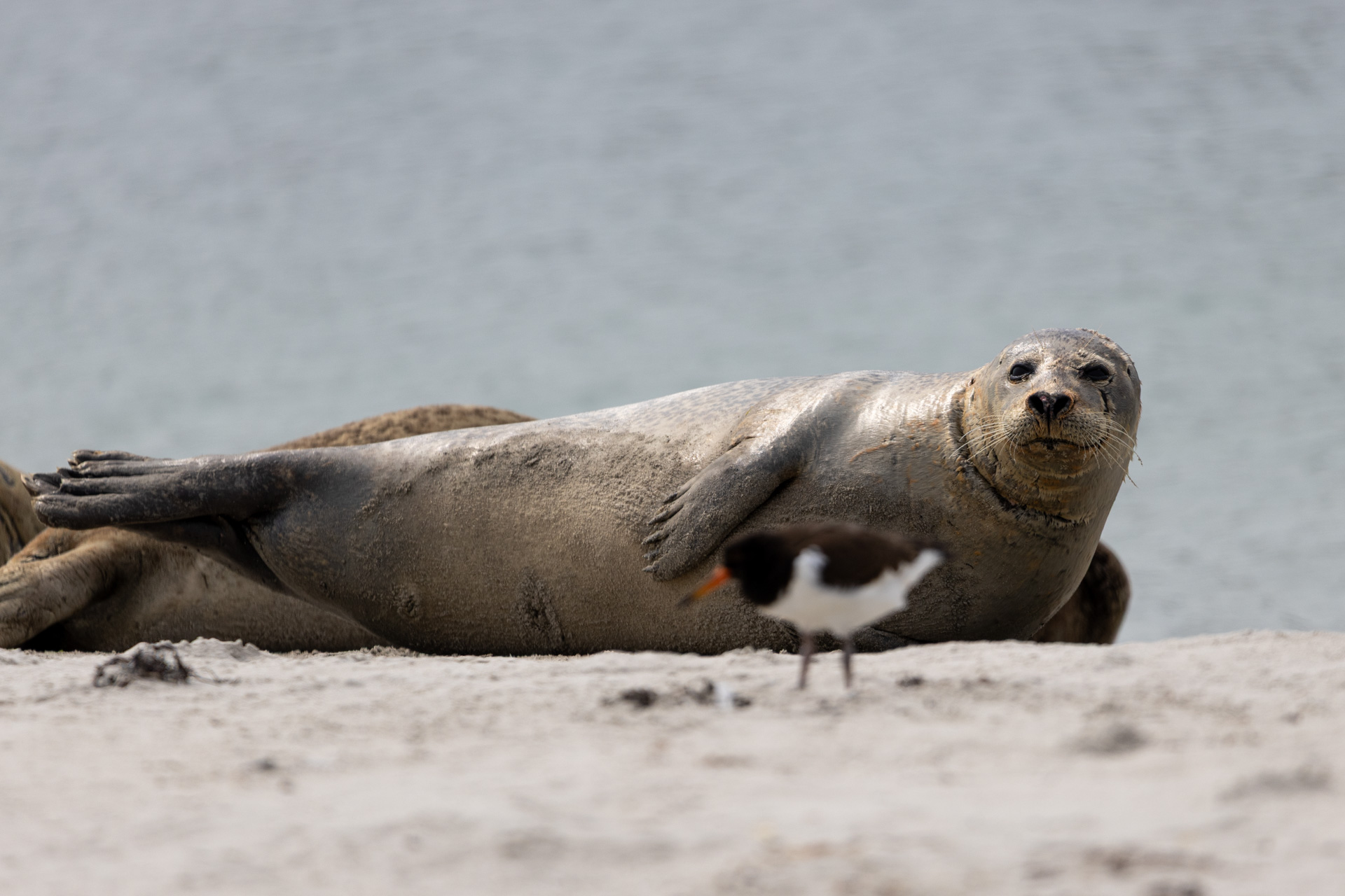 Von Seehunden und Kegelrobben