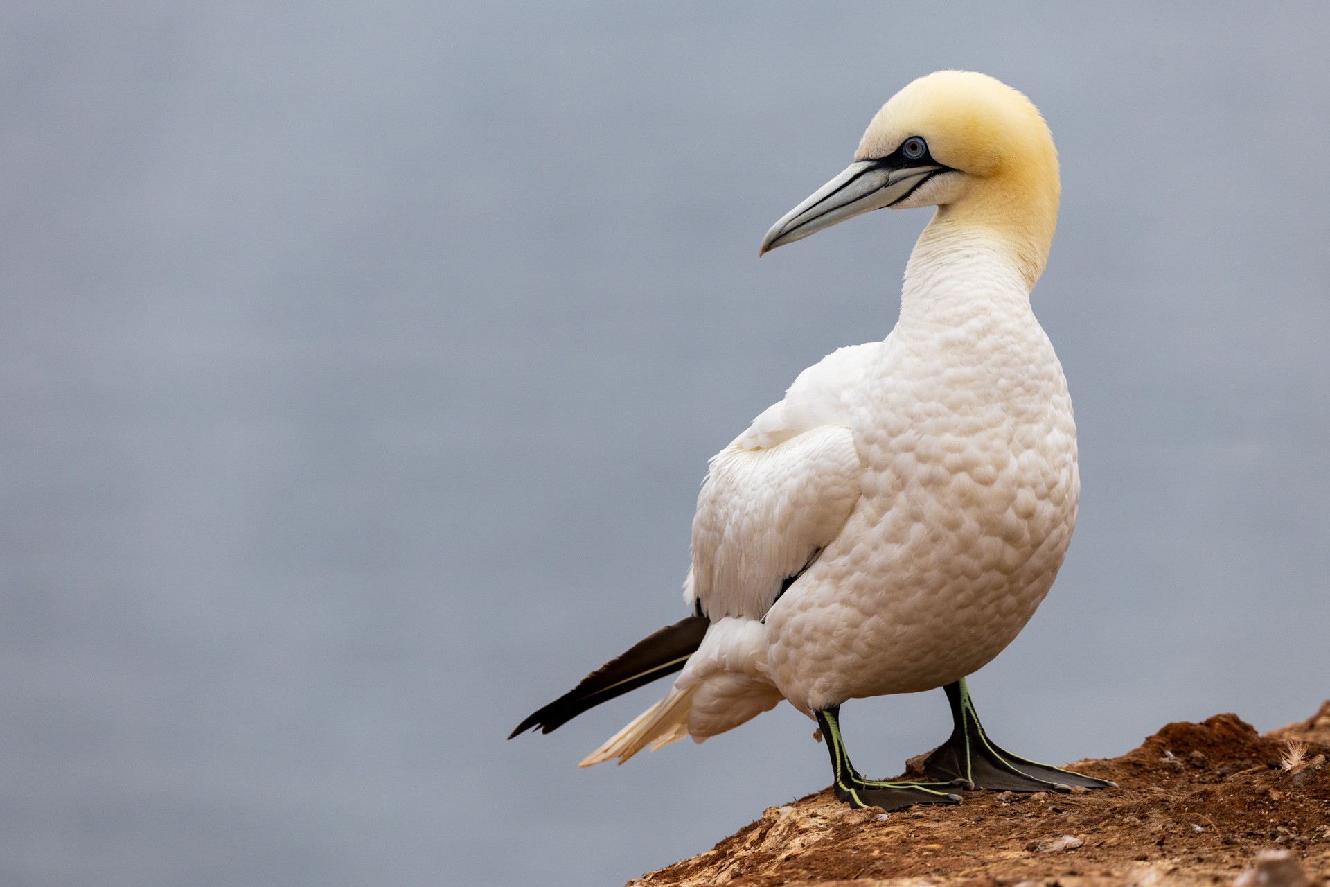 Basstölpel, zum Greifen nahe