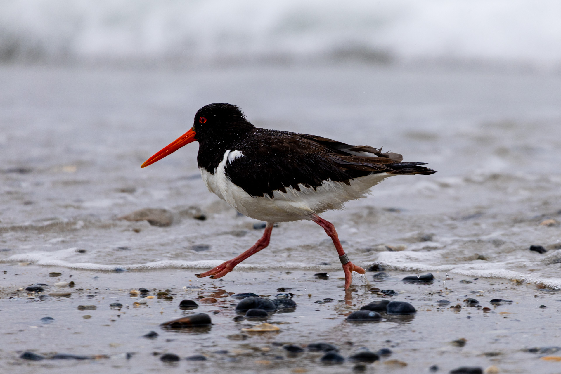 Was läuft (und fliegt) sonst noch so?