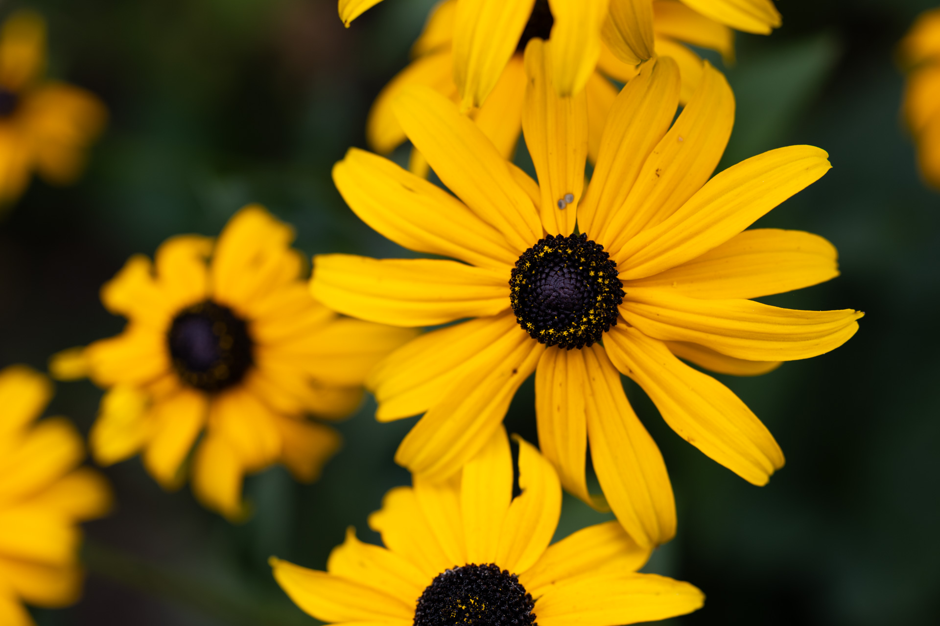 Blümchen… mal wieder