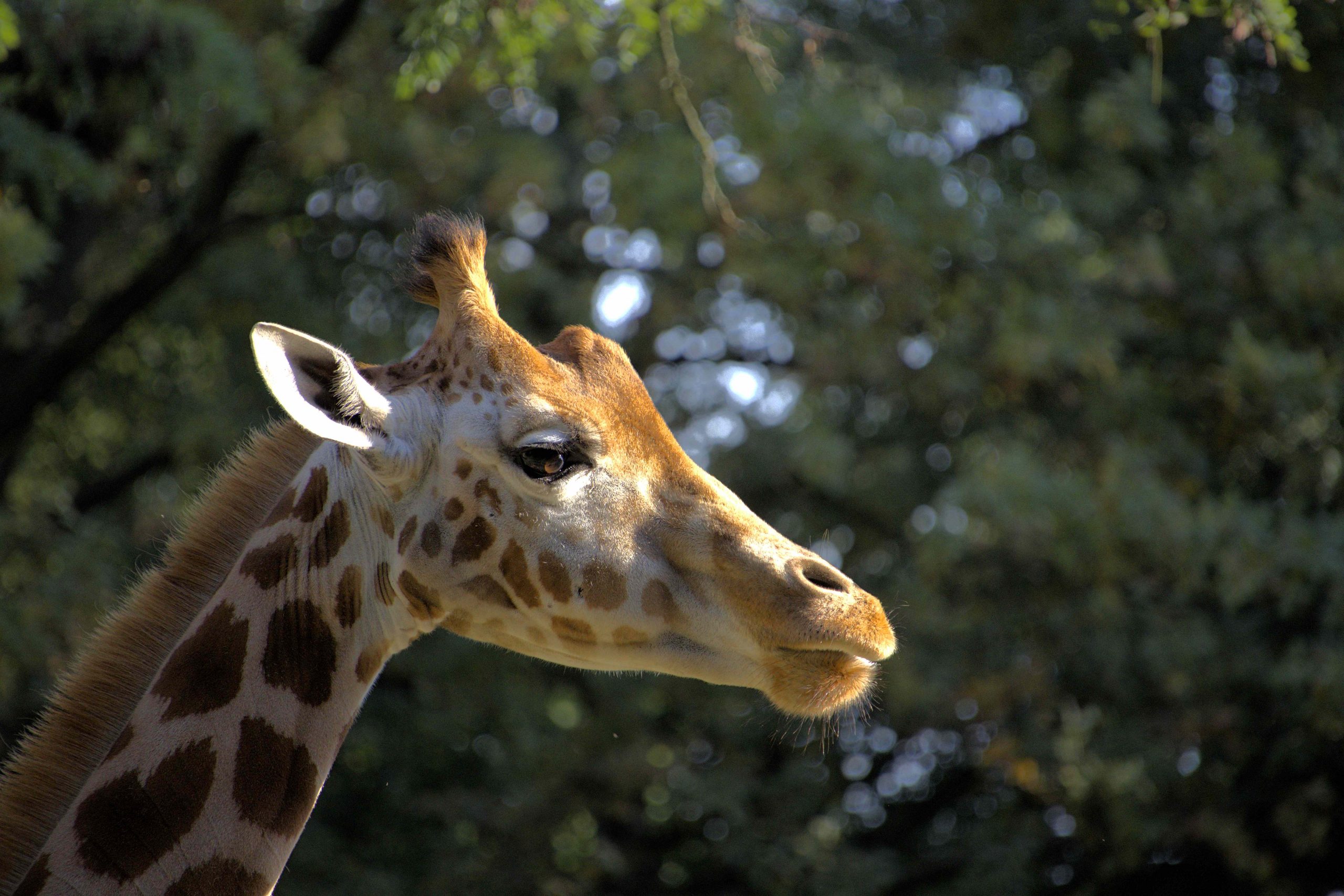 Dortmunder Zoo im Herbst